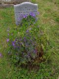 image of grave number 951073